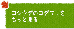 ヨシウダのコダワリをもっと見る