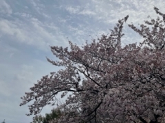 新年度の始まり