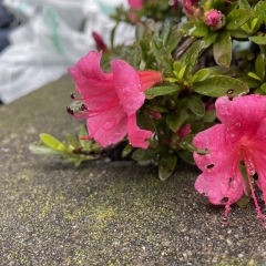 梅雨に季節に突入しました