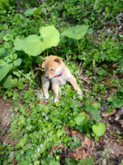 アナログじさまのねごと61