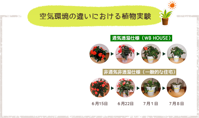 空気環境の違いにおける植物実験